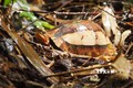 清化省春连自然保护区努力做好珍稀名贵龟种保护工作