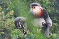 越南： 需要保护富安省的珍稀灰腿白臀叶猴