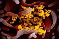 Virus corona chủng mới sinh sôi bám trên tế bào cơ thể người bị nhiễm - Ảnh: NIAID-RML