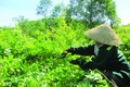 Chè dây Ra Zéh đang dần trở thành một trong những loại cây xóa đói, giảm nghèo của đồng bào Cơ-tu ở Đông Giang. Ảnh: Duy Trường - DTMN