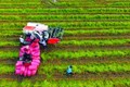 Thu hoạch lúa bằng máy gặt đập liên hợp tại xã Phước Hưng, huyện Trà Cú (Trà Vinh). Ảnh: Phúc Thanh - DTMN