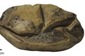 Một mặt của hóa thạch của quả trứng khổng lồ. Nguồn: news.utexas.edu