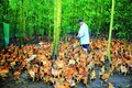 Với hàng chục trang trại chăn nuôi gia cầm quy mô lớn, tỉnh Thừa Thiên - Huế hiện có đàn gia cầm khoảng 4 triệu con. Ảnh: Hồ Cầu - DTMN