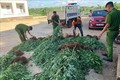 Cơ quan công an phát hiện, xử lý vụ trồng 539 cây cần sa tại Đắk Lắk. Ảnh: TTXVN phát