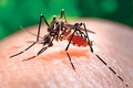 Chikungunya là bệnh do virus được lây truyền sang người qua trung gian là muỗi Aedes. Nguồn: baolongan.vn