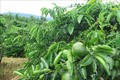 Mô hình trồng xen canh cây ăn quả (cam) trong vườn cà phê của người dân xã Ngọc Wang, huyện Đăk Hà, tỉnh Kon Tum. Ảnh: Dư Toán – TTXVN