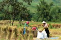 Người dân xã Thanh Vân (huyện Quản Bạ, tỉnh Hà Giang) thu hoạch lúa mùa, bảo đảm lương thực, phục vụ đời sống ấm no.Ảnh: Minh Tâm - TTXVN