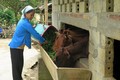 Người dân xã Bản Mế, huyện Si Ma Cai (Lào Cai) được hỗ trợ vay vốn ưu đãi để chăn nuôi gia súc, phát triển kinh tế hộ gia đình. Ảnh: Lục Thu - TTXVN
