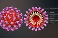 Australia phát triển phần mềm phân tích và dự báo đột biến gene của virus SARS-CoV-2