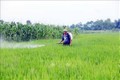 Nông dân xã Kim Phú, thành phố Tuyên Quang sử dụng thuốc bảo vệ thực vật để diệt trừ sâu hại lúa. Ảnh: Quang Cường- TTXVN