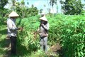 Nông dân huyện Cẩm Mỹ (Đồng Nai) nhổ bỏ cây sắn bị nhiễm bệnh khảm lá. Ảnh: Lê Xuân – TTXVN