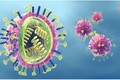 Xác định các kháng thể ngăn chặn nhiều chủng virus cúm B
