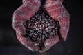 Hạt cà phê được chế biến tại xưởng Antong ở Taiping, Malaysia, ngày 28/9/2020. Ảnh: AFP/ TTXVN