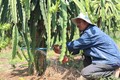 Bà con nông dân tỉnh Bình Thuận sử dụng hệ thống tưới phun sương tự động dưới gốc thanh long giúp tiết kiệm nước. Ảnh: Nguyễn Thanh