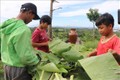 Trẻ em người Bahnar, xã Chư Hreng, thành phố Kon Tum rọc lá chuối, gói bánh tét ủng hộ đồng bào miền Trung. Ảnh: Dư Toán – TTXVN.