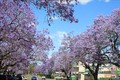 Australia: Rực rỡ mùa hoa phượng tím tại thị trấn Grafton, bang News South Wales