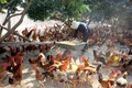 Một hộ chăn nuôi gà đồi Yên Thế ở xã Đồng Tâm, huyện Yên Thế, Bắc Giang. Ảnh: Đình Huệ - TTXVN