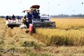 Đồng Tháp đưa máy gặt đập liên hợp vào thu hoạch lúa. Ảnh: Nguyễn Văn Trí - TTXVN