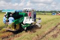 Thu hoạch lúa bằng máy gặt đập liên hợp ở huyện Mỹ Xuyên (Sóc Trăng). Ảnh: Trung Hiếu