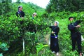 Nhờ chuyển đổi từ trồng ngô, sắn sang trồng chè Tuyết Shan, đồng bào dân tộc Tày ở xã vùng sâu Bản Liền, huyện Bắc Hà (Lào Cai) đã có nguồn thu nhập khá, có việc làm ổn định, đẩy nhanh xóa nghèo và vươn lên làm giàu. Ảnh: An Thành Đạt