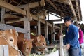Đàn gia súc của anh Hùng Văn Sinh, thôn Mã Hồng, xã Thanh Vân (Quản Bạ) luôn được giữ ấm và ăn no trong những ngày Đông. Nguồn: baohagiang.vn