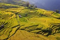 Khi thu về, cả vùng đồi núi Y Tý (Lào Cai) nhuộm sắc vàng của mùa lúa chín. Ảnh: Thành Đạt - TTXVN