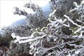 Băng tuyết phủ trắng cây cối trên nhiều ngọn núi cao của xã Xín Cái, huyện Mèo Vạc (Hà Giang). Ảnh: Minh Tâm - TTXVN