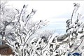 Băng giá phủ trắng cây cối ở xã Háng Đồng, huyện Bắc Yên. Ảnh: TTXVN phát