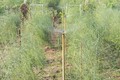 Mô hình tưới nước tiết kiệm phun mưa cho cây măng tây xanh ở xã An Hải, huyện Ninh Phước (Ninh Thuận). Ảnh: Nguyễn Thành
