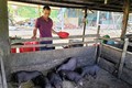 Nhiều hộ đồng bào vùng cao của tỉnh Quảng Nam nhờ phát triển mô hình nuôi heo cỏ địa phương đã có thu nhập ổn định và vươn lên thoát nghèo. Ảnh: Khánh Nguyên