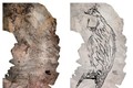 Bức vẽ kangaroo trên đá (bên trái) của thổ dân Australia có niên đại 17.300 năm. Nguồn: The Guardian