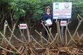 Tiến sỹ Nguyễn Thị Trúc Mai trong một lần đi kiểm tra khu vực trồng giống sắn KM419 và KM440 tại xã Đức Bình Đông, huyện Sông Hinh. Ảnh: TTXVN phát