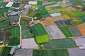 Trên địa bàn tỉnh Lâm Đồng đã hình thành 19 vùng nông nghiệp ứng dụng công nghệ cao trải đều trên 12 huyện, thành phố.Ảnh: Ngọc Hà