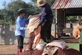 Thu hoạch càphê nhân tại Đắk Lắk. Ảnh: Phạm Cường - TTXVN