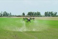 Sử dụng máy bay không người lái phun thuốc bảo vệ thực vật tại cánh đồng lúa xã An Nhứt (huyện Long Điền), giúp rút ngắn thời gian và giảm 30% lượng thuốc so với phun thông thường. Ảnh: Hoàng Nhị - TTXVN