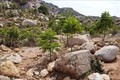 Cây Thanh thất có khả năng chịu được khí hậu khô hạn được trồng nhân rộng trên vùng núi đá rừng phòng hộ ven biển huyện Thuận Nam, Ninh Thuận. Ảnh: Nguyễn Thành – TTXVN