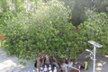 Cây bàng vuông – “cây di sản Việt Nam” trên đảo Nam Yết cành lá sum xuê che mát cả một khoảng sân rộng. Ảnh: Sỹ Tuyên – TTXVN