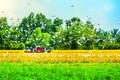 Trong phát triển kinh tế xanh, Hậu Giang đang hướng đến nền nông nghiệp xanh với mục tiêu tạo ra sản phẩm sạch, an toàn cho người tiêu dùng và bảo vệ môi trường. Ảnh: Duy Khương