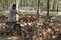 Mô hình chăn nuôi gà theo hướng hữu cơ của gia đình anh Nguyễn Đăng Vương. Ảnh: Thanh Thủy-TTXVN