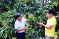 Ông Lê Danh Phúc (bên trái), Phó Giám đốc Hợp tác xã dịch vụ nông nghiệp Bảo Minh hướng dẫn xã viên cắt tỉa nhãn để nhãn đạt năng suất, chất lượng tốt nhất. Ảnh: Quang Quyết