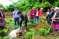 Với lợi thế về khí hậu, thổ nhưỡng, huyện Sìn Hồ (Lai Châu) tập trung hướng dẫn đồng bào dân tộc phát triển trồng cây đương quy. Ảnh: Quý Trung
