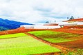 Khu sản xuất VinEco Kon Tum - Măng Đen theo hướng nông nghiệp hữu cơ của Tập đoàn Vingroup - Công ty cổ phần VinEco Kon Tum đầu tư tại xã Măng Cành. Ảnh: Văn Phương