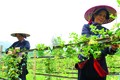 Những năm vừa qua, huyện Quản Bạ (Hà Giang) đã nỗ lực lưu giữ, phát triển nhiều loại cây thuốc, gắn với phát triển kinh tế. Ảnh: Hải Quỳnh