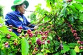Tỉnh Đắk Lắk hiện có trên 45.670 ha cà phê sản xuất theo quy trình bền vững có chứng nhận với 32.964 nông hộ tham gia. Ảnh: Vũ Sinh