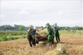 Các cán bộ chiến sỹ công an phối hợp với các bạn huyện đoàn Hương Sơn chung tay giúp nhân gặt lúa Hè thu. Ảnh: Dương Quân – TTXVN