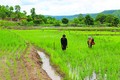 Những năm vừa qua, đồng bào dân tộc ở các làng Keo, A Chông, Vơng Chép đã mở rộng được hơn 100 ha diện tích lúa 2 vụ. Ảnh: Hồng Điệp