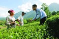 Cán bộ ngành nông nghiệp Lai Châu hướng dẫn đồng bào kỹ thuật thu hái chè “1 tôm 2 lá”. Ảnh: Việt Hoàng