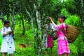 Xã Hồng Thái, huyện Na Hang hiện có trên 64 ha chè Shan tuyết, trong đó có 29 ha chè cổ thụ hàng trăm năm tuổi, 35 ha chè trồng trên 25 năm tuổi đang được Hợp tác xã chè Sơn Trà liên kết với các hộ đồng bào bao tiêu sản phẩm. Ảnh: An Thành Đạt
