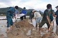 Lực lượng bộ đội, dân quân, công an và đoàn viên thanh niên huyện Tuy Phước ra quân giúp người dân khắc phục sa bồi thủy phá. Tường Quân - TTXVN