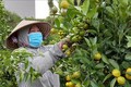Nông dân Phú Yên chăm sóc, tạo dáng cho quất bán thị trường Tết. Ảnh: Xuân Triệu-TTXVN